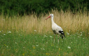 Большой аист идет по зеленой траве