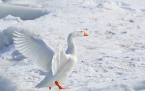 Большой белый домашний гусь на снегу 