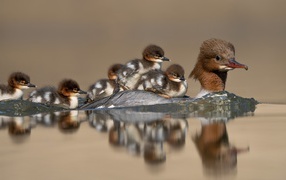 Птица в воде с маленькими птенцами 