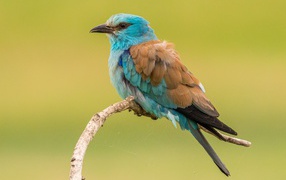 Птица зимородок  сидит на ветке на желтом фоне
