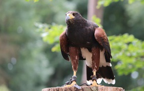 Хищная птица сидит на пне 