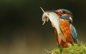 Яркая птица зимородок с рыбой в клюве