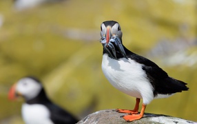 Тупик с рыбой в клюве стоит на камне