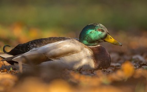 Утка сидит на сухой листве 