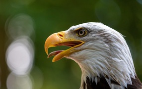 Орел с острым открытым клювом 