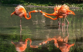 Четыре фламинго стоит в воде в зоопарке