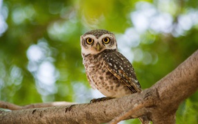 Серая сова с  большими желтыми глазами на дереве