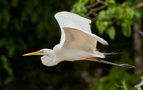 Большая белая цапля пролетает над землей