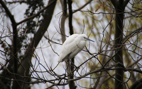 Большая белая цапля сидит на ветке дерева 