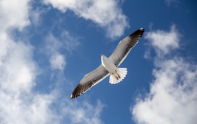 Большая серая чайка в голубом небе 