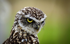 Голова большой совы с желтыми глазами крупным планом