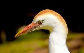 Голова цапли с острым клювом 