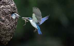 Птица зимородок кормит птенцов в гнезде 