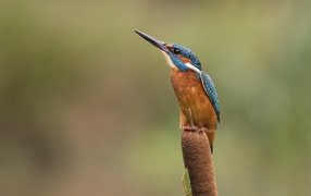 Птица зимородок сидит на камыше