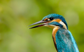 Птица зимородок с открытым клювом на зеленом фоне