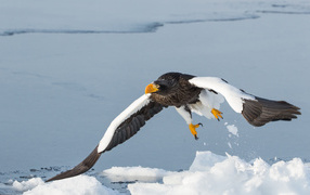 Большая хищная птица над заледеневшей рекой