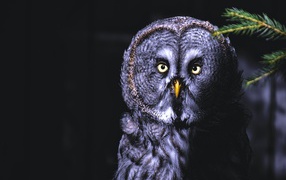 Большая серая сова с желтыми глазами на ветке ночью 