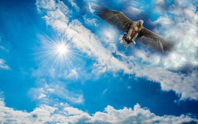 Большой хищный беркут в голубом небе