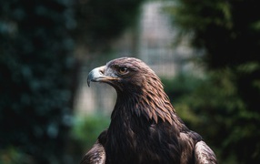 Большой хищный беркут с острым клювом