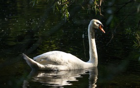 Большой белый лебедь отражается в воде