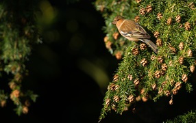 Маленькая птичка сидит на зеленой ветке ели