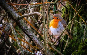 Маленькая птица зарянка сидит в ветках на дереве