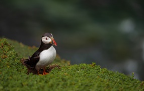 Маленький тупик на зеленой траве