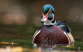 Разноцветная утка в воде 