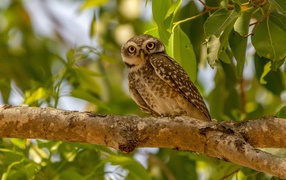 Сова сидит на ветке дерева в зеленых листьях