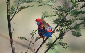 Попугай Красная розелла на ветке дерева