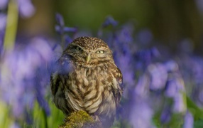 Хищная серая сова сидит на фоне синих цветов