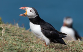 Тупик с открытым клювом на траве