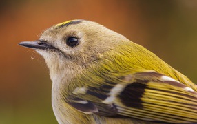 Маленькая птица дрозд крупным планом 