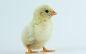 Маленький желтый цыпленок крупным планом