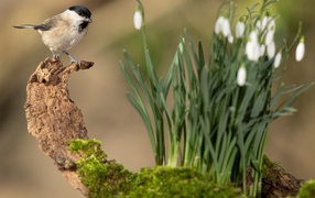 Воробей сидит на коряге у белых подснежников