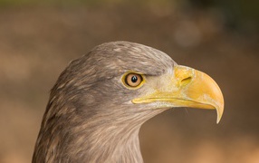 Острый клюв хищной птицы 