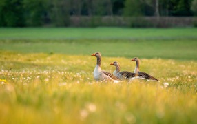 Три гусыни на зеленой траве