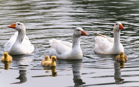 Три белых гусыни с маленькими птенцами в воде 