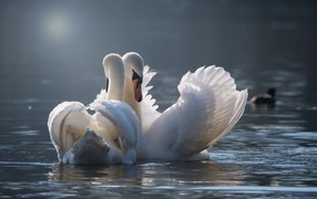 Два красивых влюбленных белых лебедя в пруду 