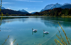 Два белых лебедя на озере в лучах солнца