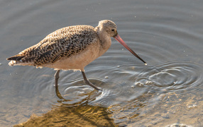 Перепончатопалый улит  с длинным клювом в воде 
