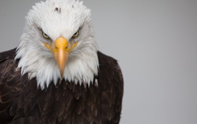 Белая голова орлана с острым клювом на сером фоне