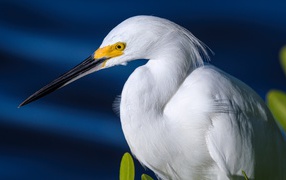 Белая цапля с длинным черным клювом на синем фоне