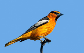 Желтая иволга Буллока на голубом фоне