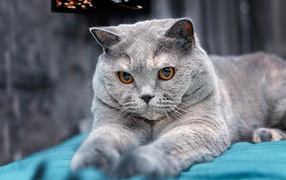 Пепельный британский кот с карими глазами на кровати
