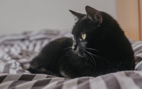 Красивый черный кот лежит на кровати 