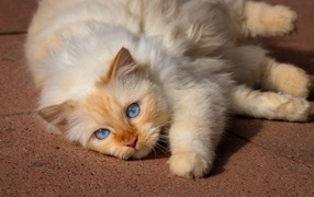 Красивая голубоглазая породистая кошка лежит на полу 