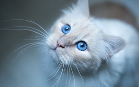 Красивые голубые глаза породистой кошки 