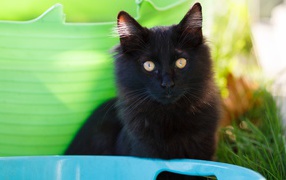 Красивый пушистый черный кот с желтыми глазами 