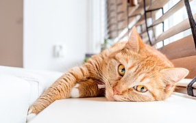 Красивый рыжий кот лежит на подоконнике 